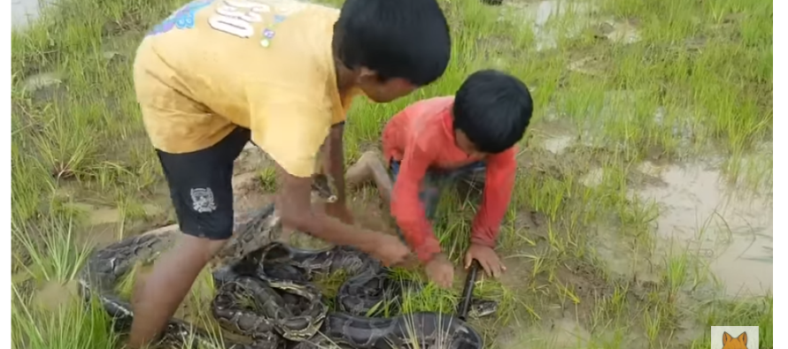 Kleine kinderen spelen doodgewoon met gevaarlijke slangen in een weiland