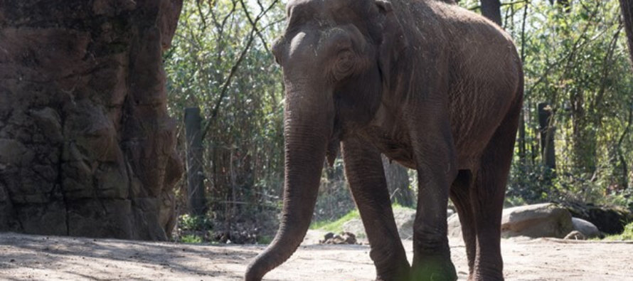 Burgers’ Zoo neemt afscheid van olifant Rekka