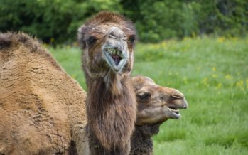 PvdD en D66 stellen vragen over aanwezigheid van kamelen bij festival ‘Arnhem proeft’